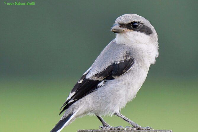 central-florida-half-day-private-birding-activity-2-person-max