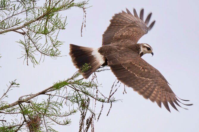 central-florida-half-day-private-birding-activity-2-person-max