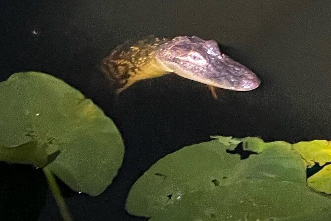 central-floridas-best-priced-eco-friendly-airboat-rides