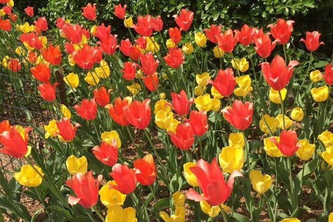 central-park-and-upper-east-side-walking-tour