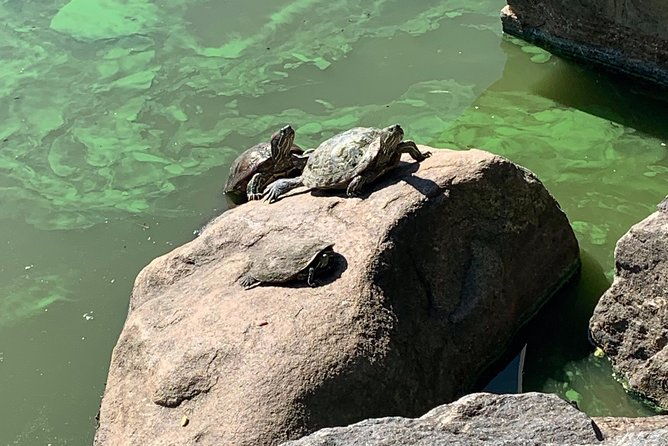 central-park-and-upper-east-side-walking-tour