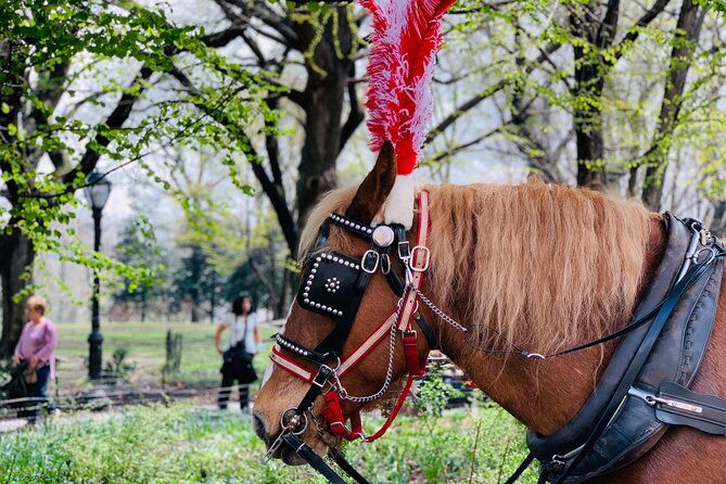 central-park-horse-and-carriage-rides-2