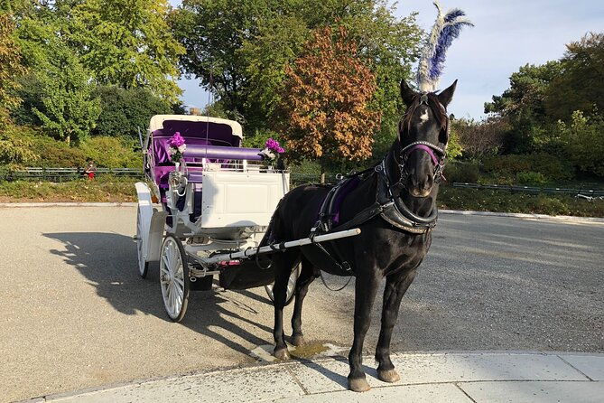 central-park-horse-carriage-rides-since-2005