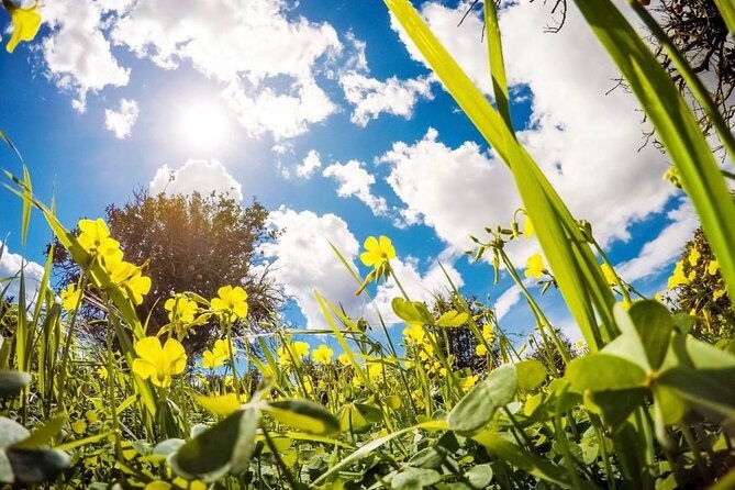 central-park-pedicab-tours