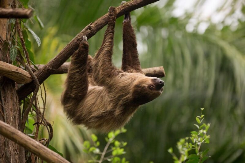 Central Park Zoo Skip-the-line Tickets & Private Transfers - The Experience Breakdown: Making the Most of Your Visit