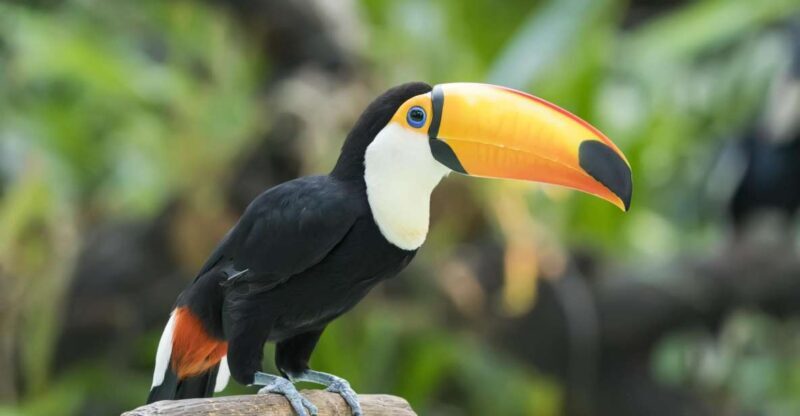 Central Park Zoo Skip-the-line Tickets & Private Transfers - The Sum Up