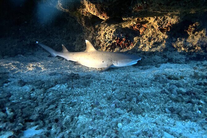 Certified Diver: 2-Tank Deep Wreck and Shallow Reef Dive Off Oahu - The Experience in Practice