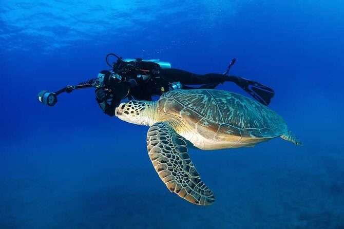 Certified Diver: 2-Tank Deep Wreck and Shallow Reef Dive Off Oahu - Analyzing the Value