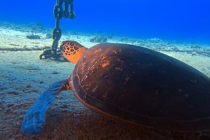 Certified Diver: 2-Tank Deep Wreck and Shallow Reef Dive Off Oahu - The Sum Up: Why This Tour Is a Great Choice