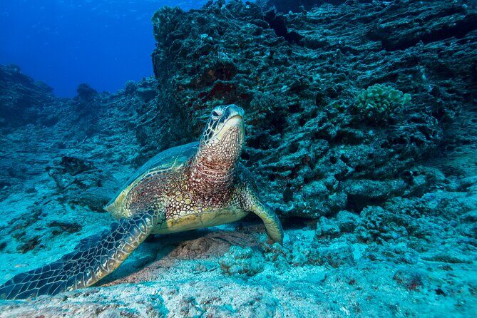 Certified Diver: 2-Tank Shallow Reef Dives off Oahu - A Closer Look at the Experience