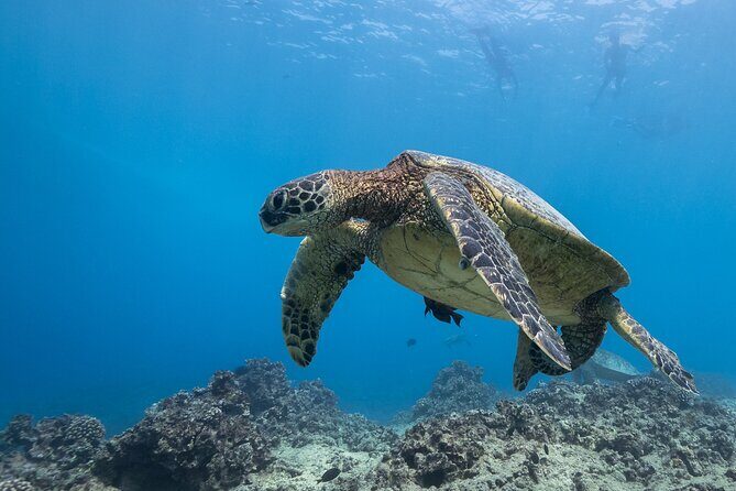 Certified Diver: 2-Tank Shallow Reef Dives off Oahu - FAQ