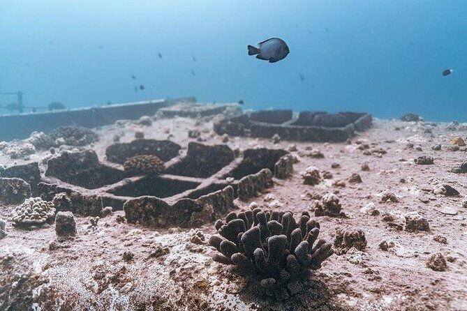 certified-divers-best-2-tank-wrecks-reef-boat-dive-all-inclusive-from-waikiki-2