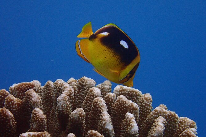 certified-guided-shore-dive-in-lahaina