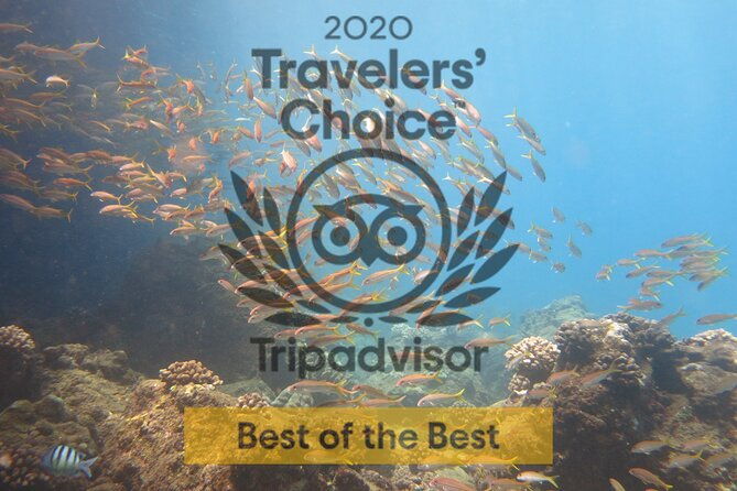 certified-guided-shore-dive-in-lahaina