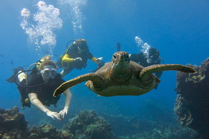 certified-guided-shore-dive-in-lahaina