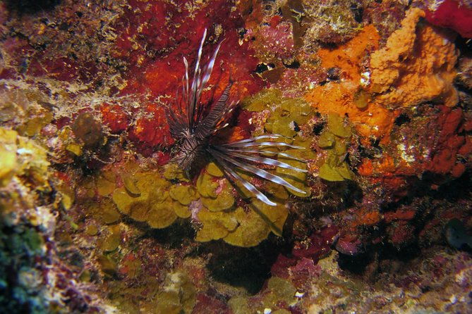 certified-scuba-diving-in-curacao
