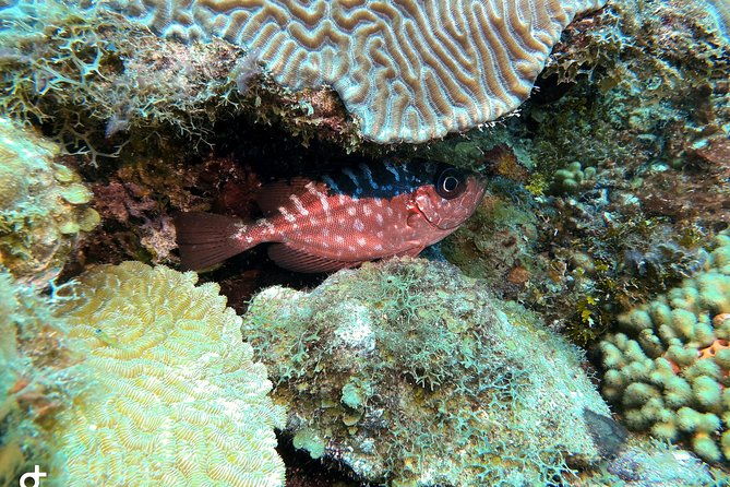 certified-scuba-diving-in-curacao