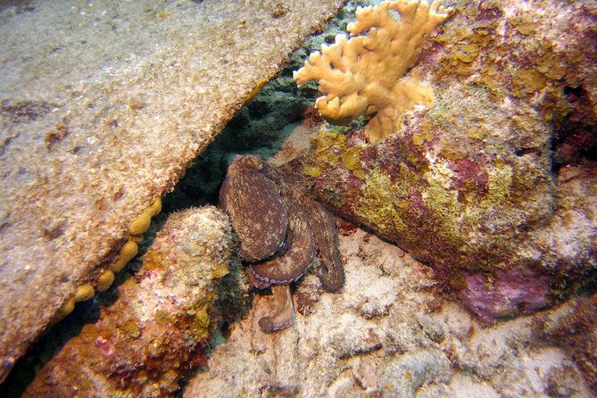 certified-scuba-diving-in-curacao