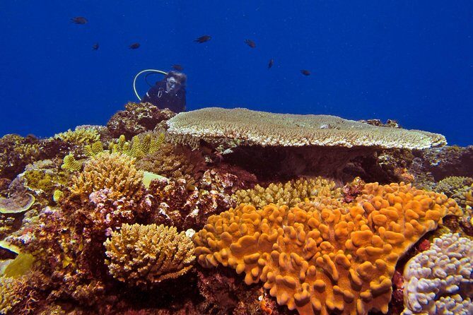 Certified Scuba Diving with Whitetip Marine Adventures team - Introduction