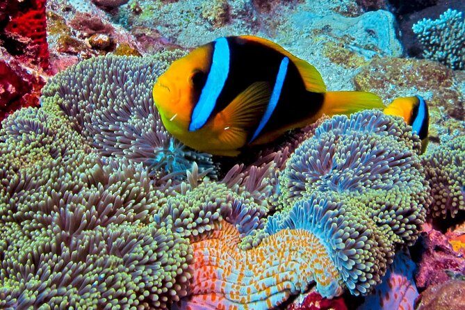 Certified Scuba Diving with Whitetip Marine Adventures team - Who Should Consider This?