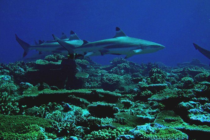 Certified Scuba Diving with Whitetip Marine Adventures team - FAQ