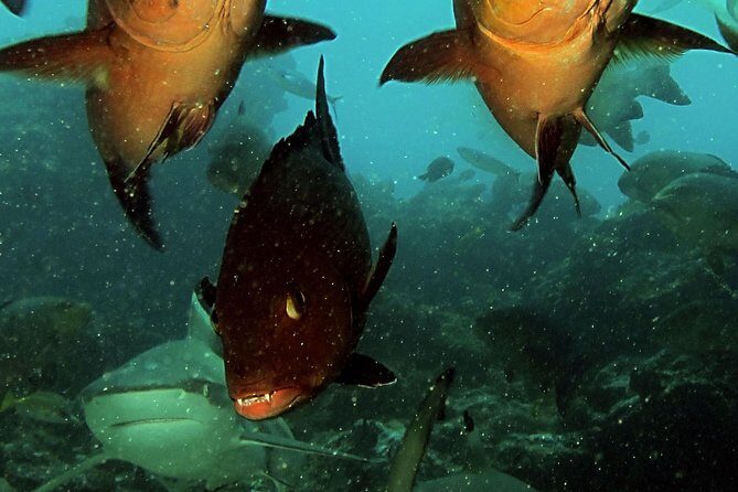 Certified Scuba Diving with Whitetip Marine Adventures team - Final Words
