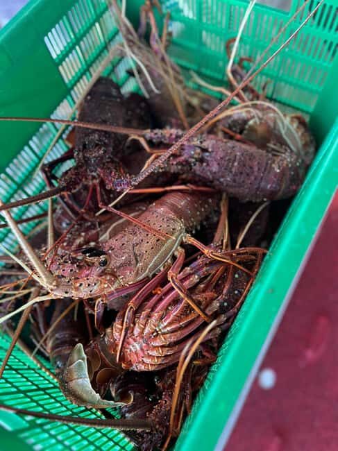 Cervantes: Lobster Catching Tour - Key Points