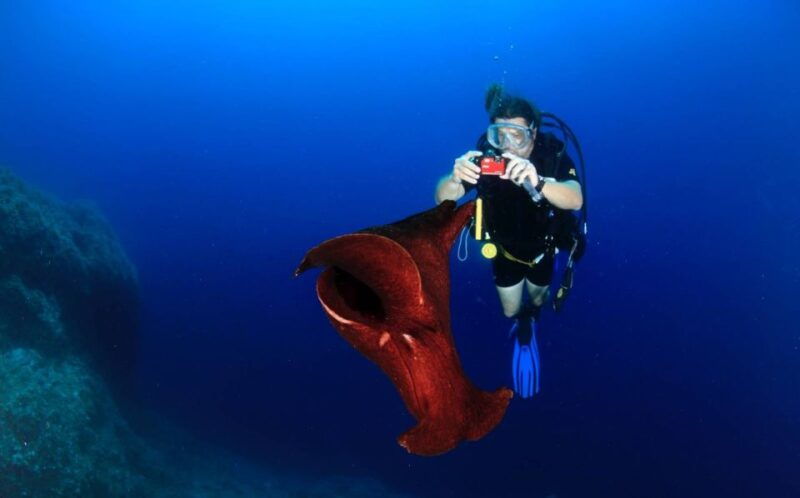 cesme-scuba-diving-experience