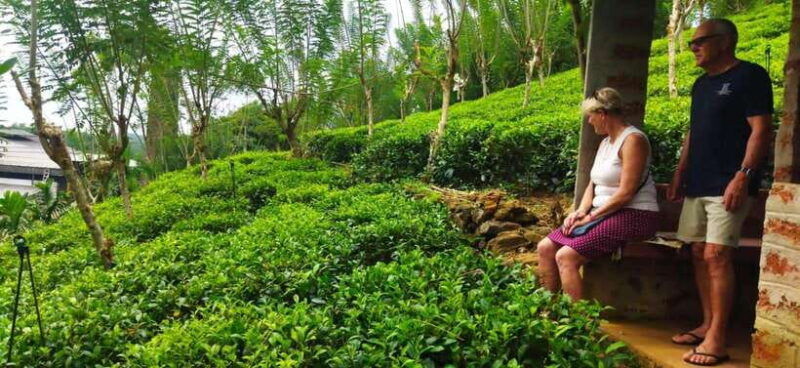 ceylon-tea-experience-from-colombo-port-passenger-terminal