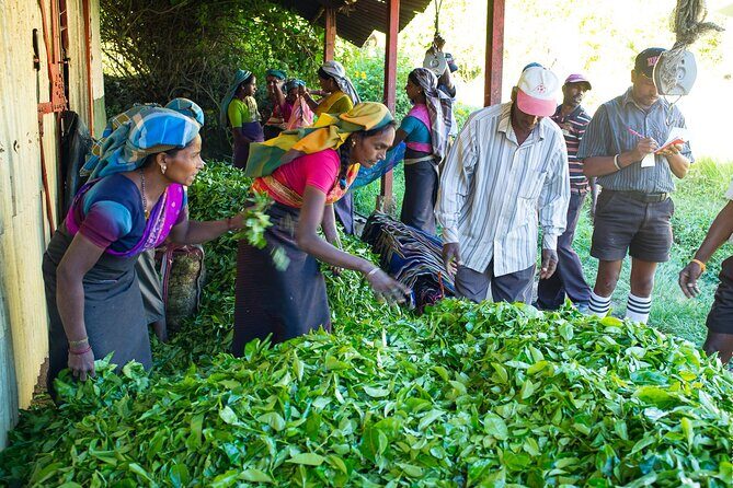 Ceylon Tea Experience Start from Colombo Port Passenger Terminal - FAQ