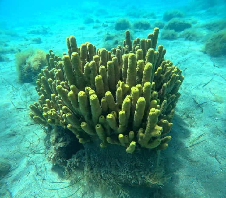 Chalkidiki: Snorkeling Adventure in Sithonia - What’s Included and What’s Not