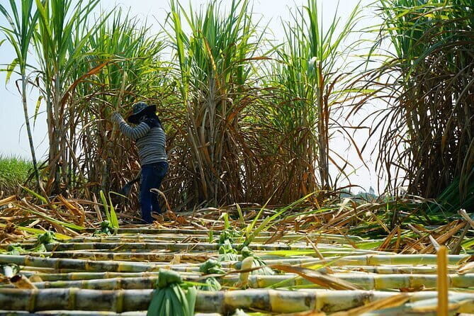 Chalong Bay Rum Distillery Experience - A Well-Structured Introduction to Thai Spirit-Making