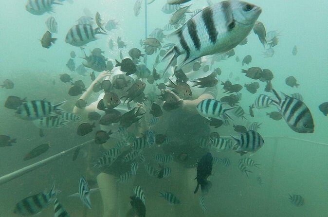 Cham Island Sea Walk and Snorkeling Experience by Speedboat - FAQ