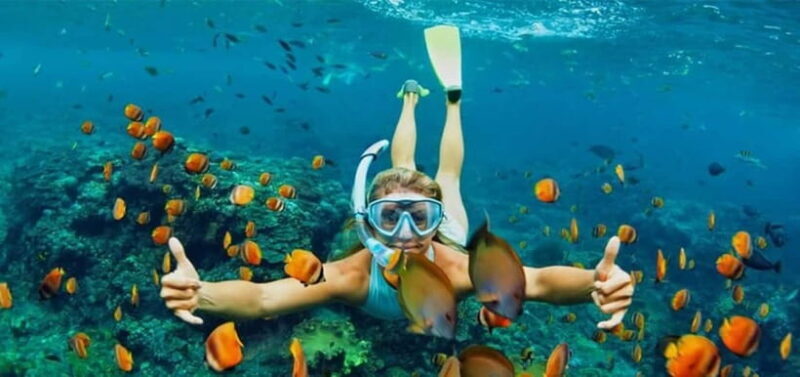 Cham Island Sightseeing & Snorkeling Day Tour from Da Nang - An In-Depth Look at the Cham Island Day Tour