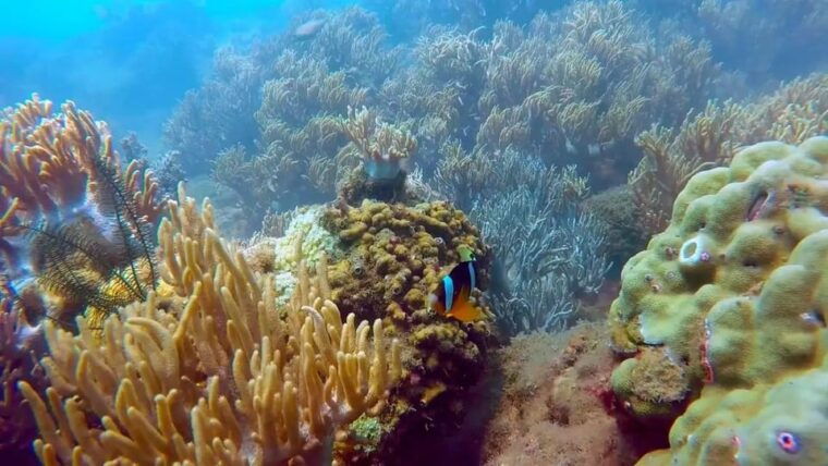 cham-island-snorkeling-experience-from-danang-2