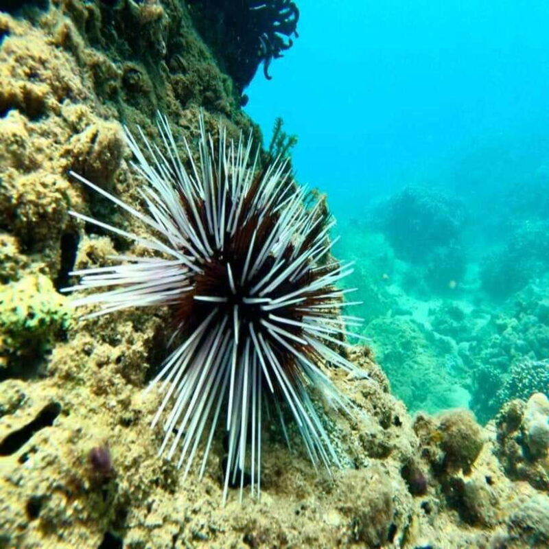 cham-island-snorkeling-tour-from-hoi-an-danang