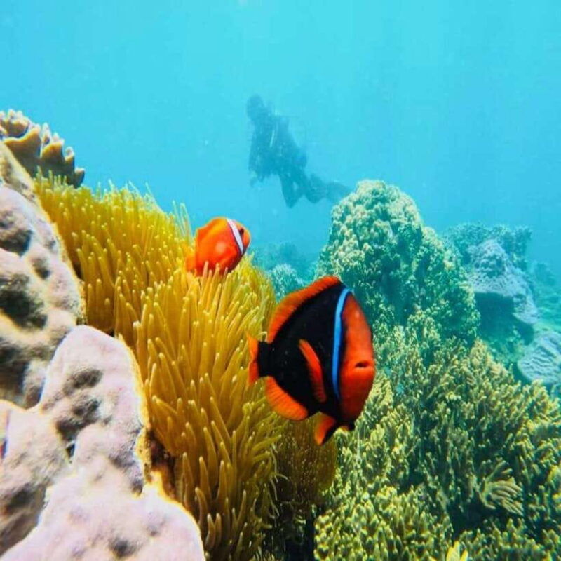 cham-island-snorkeling-tour-from-hoi-an-danang