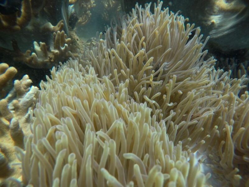 cham-island-underwater-walking-snorkeling-tour