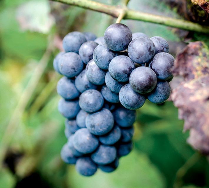 champagne-canard-duchene-champagne-house-tour