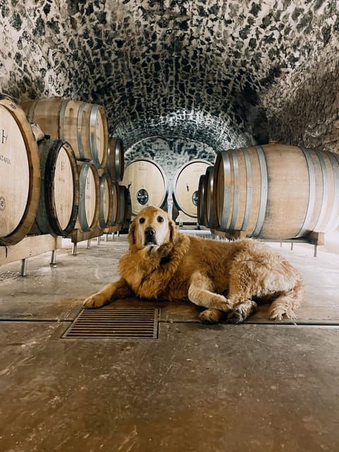 champagne-cellar-experience-explore-our-historic-cellars