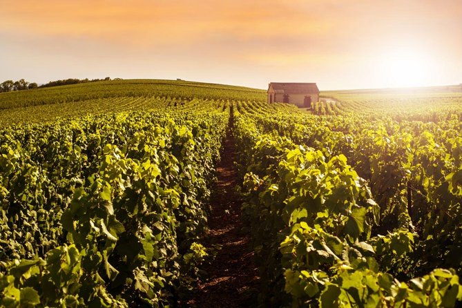 champagne-moet-and-chandon-private-tour-with-tastings-from-reims-or-epernay-2
