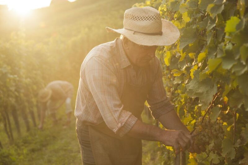 champagne-private-tour-from-your-hotel-in-paris