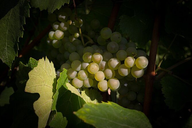 champagne-tasting-tour-day-trip-from-paris