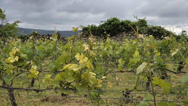 champagne-vineyard-experience-delve-into-the-terroir