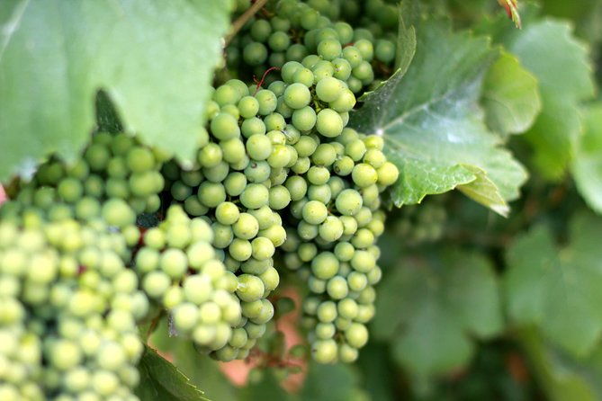 champagne-vip-day-trip-from-paris-with-local-private-wine-expert-guide