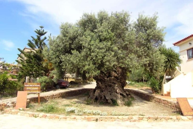 Chania Area: Food Tasting Tour with Winery Visit & Swim Stop - Who is This Tour Best For?