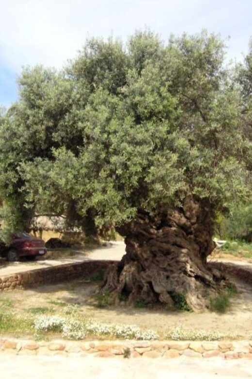 Chania Area: Food Tasting Tour with Winery Visit & Swim Stop - Frequently Asked Questions