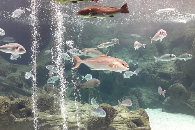 chania-childrens-day-cretaquarium-dinosauria-and-labyrinth-park