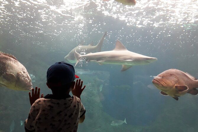 chania-childrens-day-cretaquarium-dinosauria-and-labyrinth-park