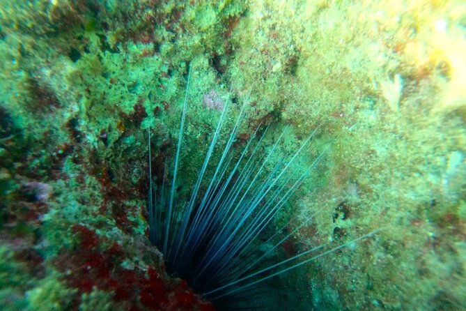 chania-guided-snorkeling-and-boat-excursion